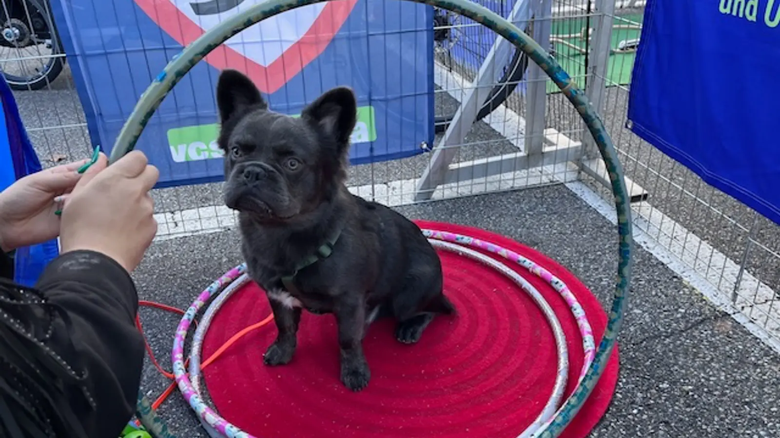 Hund vor einer Tempo-30-Flagge