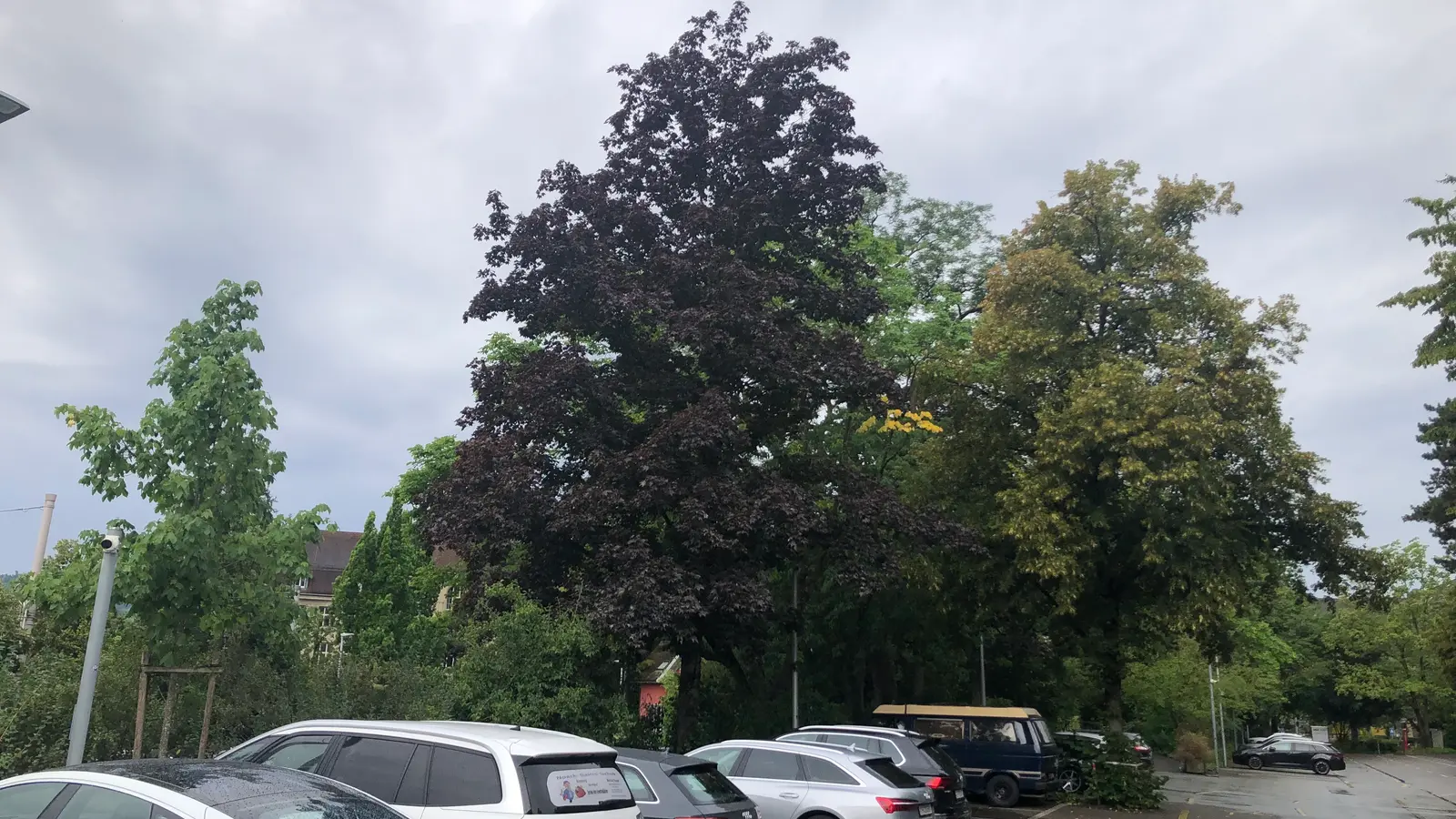 Baeume Raemi 1