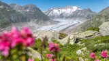 Umweltallianz Gletscher